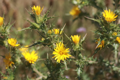 common golden thistle