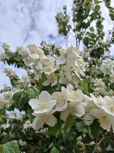 Sweet Mock Orange
