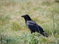 Corvus corone