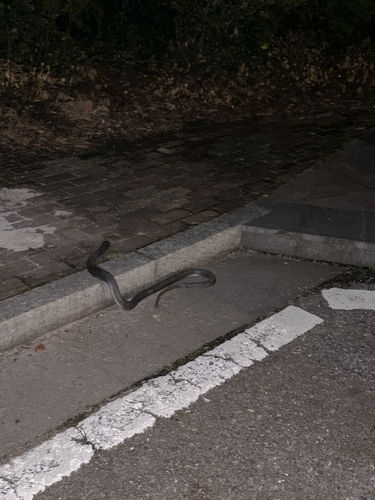 Chinese Cobra