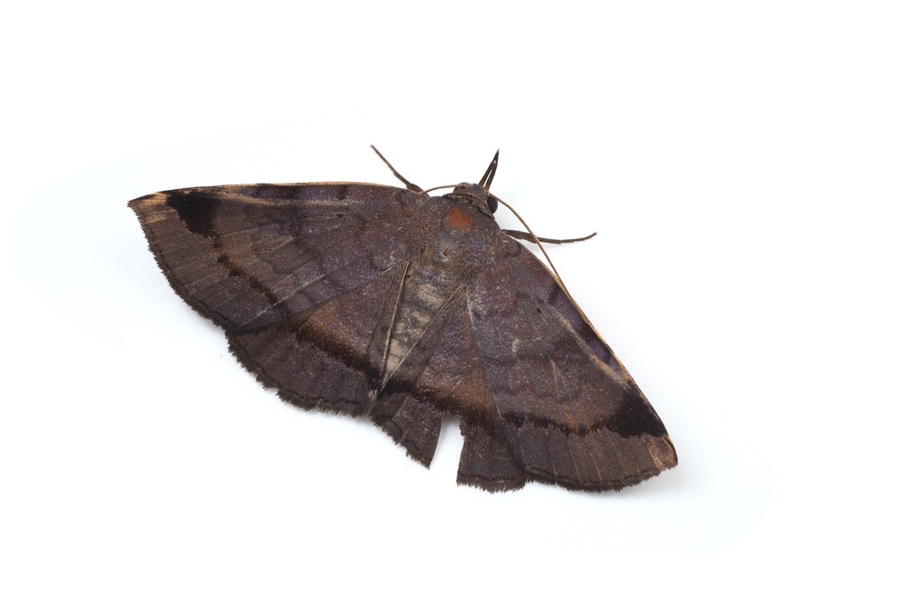 Mecodina fasciata