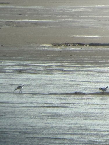 iNaturalist image