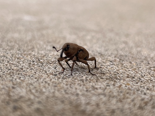 Southern Corn Billbug photo 5