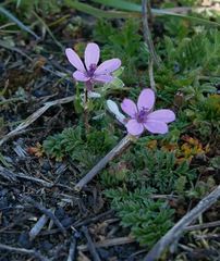 Erodium cicutarium