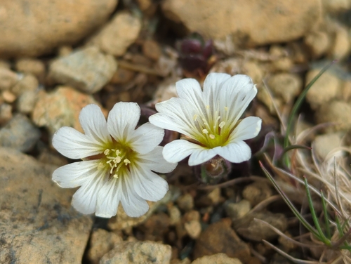 Cerastium nigrescens