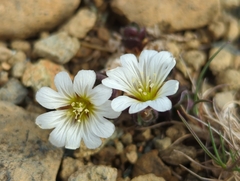 Cerastium nigrescens