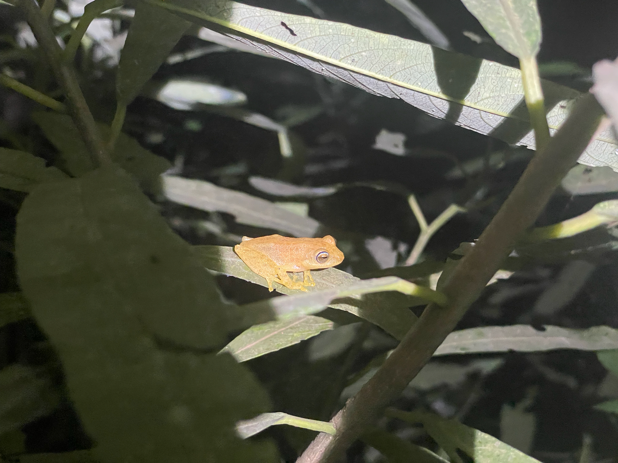 Blue-eyed Bush Frog, Raorchestes luteolus
