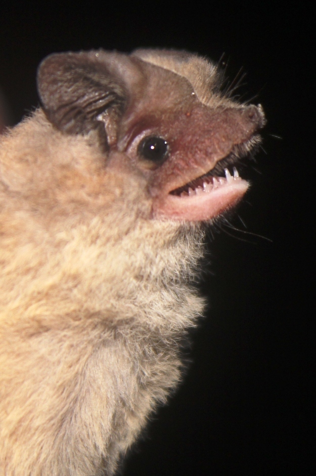 Kalinowski's Mastiff Bat