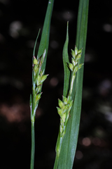 Carex laxiflora, photograph (c) Nathan Aaron, some rights reserved (CC BY)