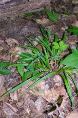 Carex laxiflora, photograph (c) Nathan Aaron, some rights reserved (CC BY)