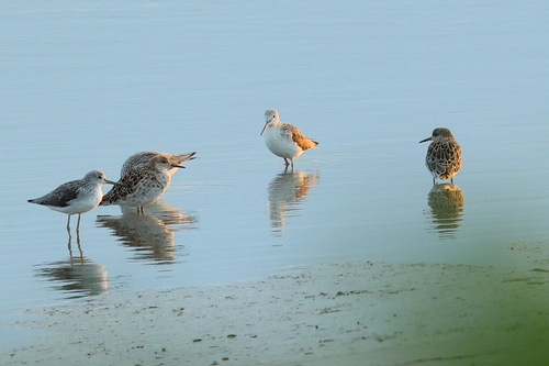 iNaturalist image