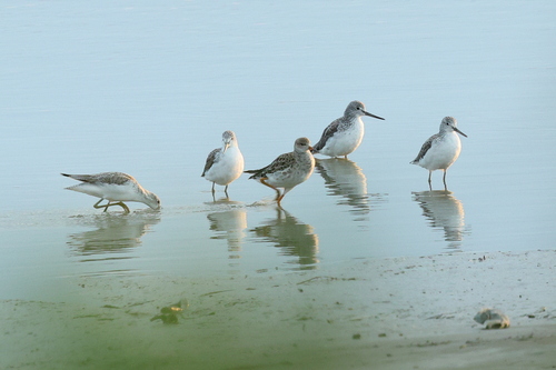 iNaturalist image