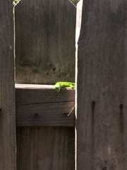 Anolis carolinensis