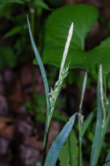 Carex laxiflora