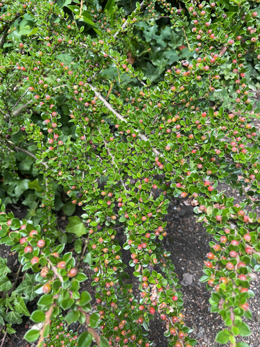 Wall cotoneaster