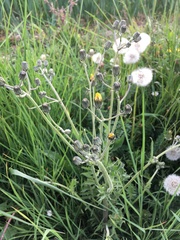 Crepis vesicaria taraxacifolia