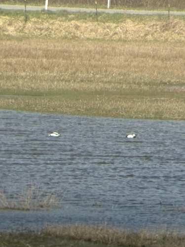iNaturalist image