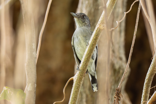 Bolivian Slaty Antshrike (Thamnophilus sticturus)