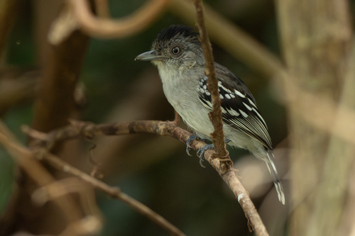 Bolivian Slaty Antshrike (Thamnophilus sticturus), photo 2