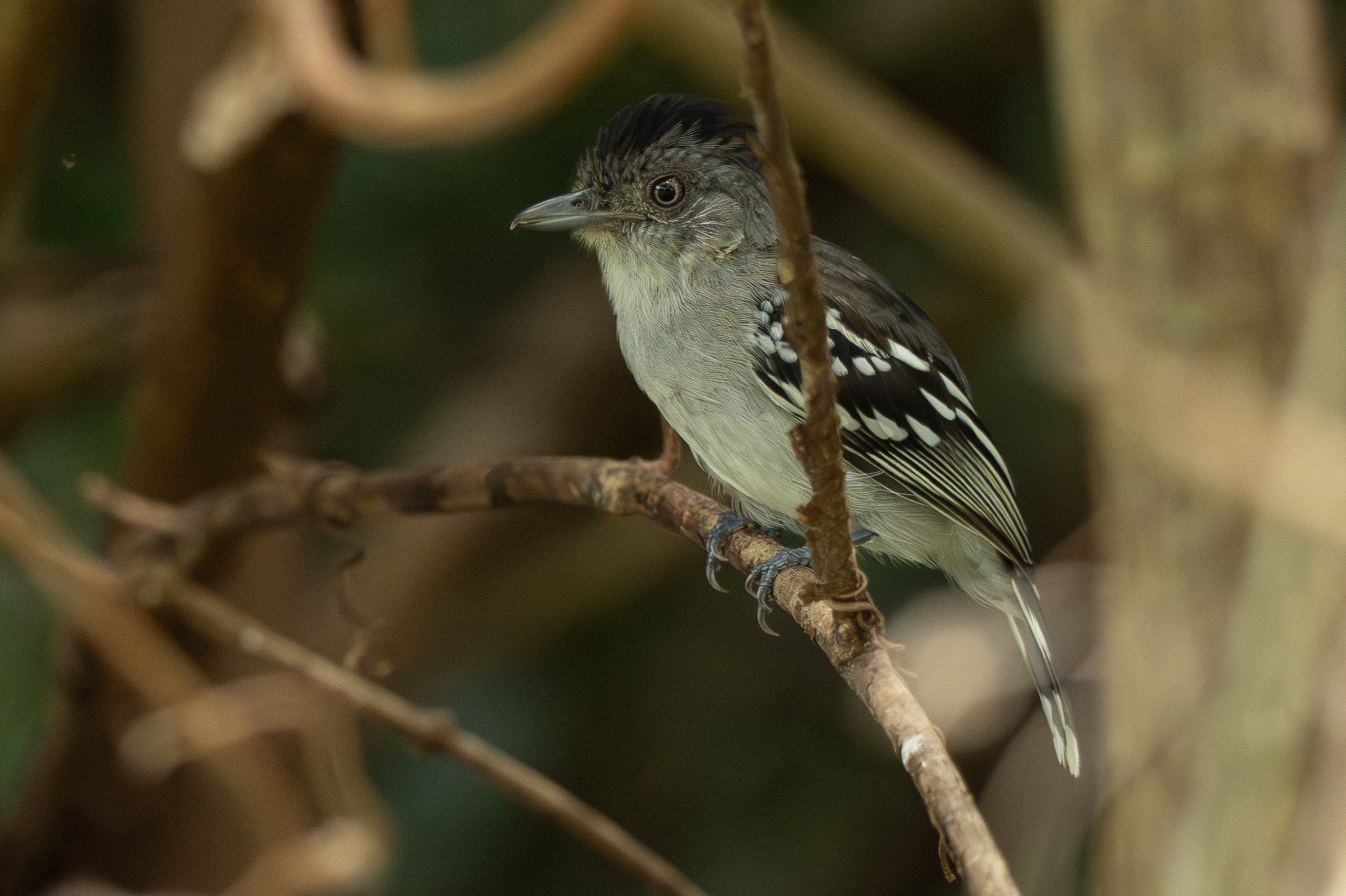 Bolivian Slaty Antshrike (Thamnophilus sticturus), photo 2