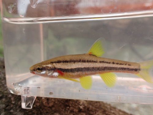 Southern Redbelly Dace