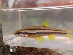 Southern Redbelly Dace photo 2