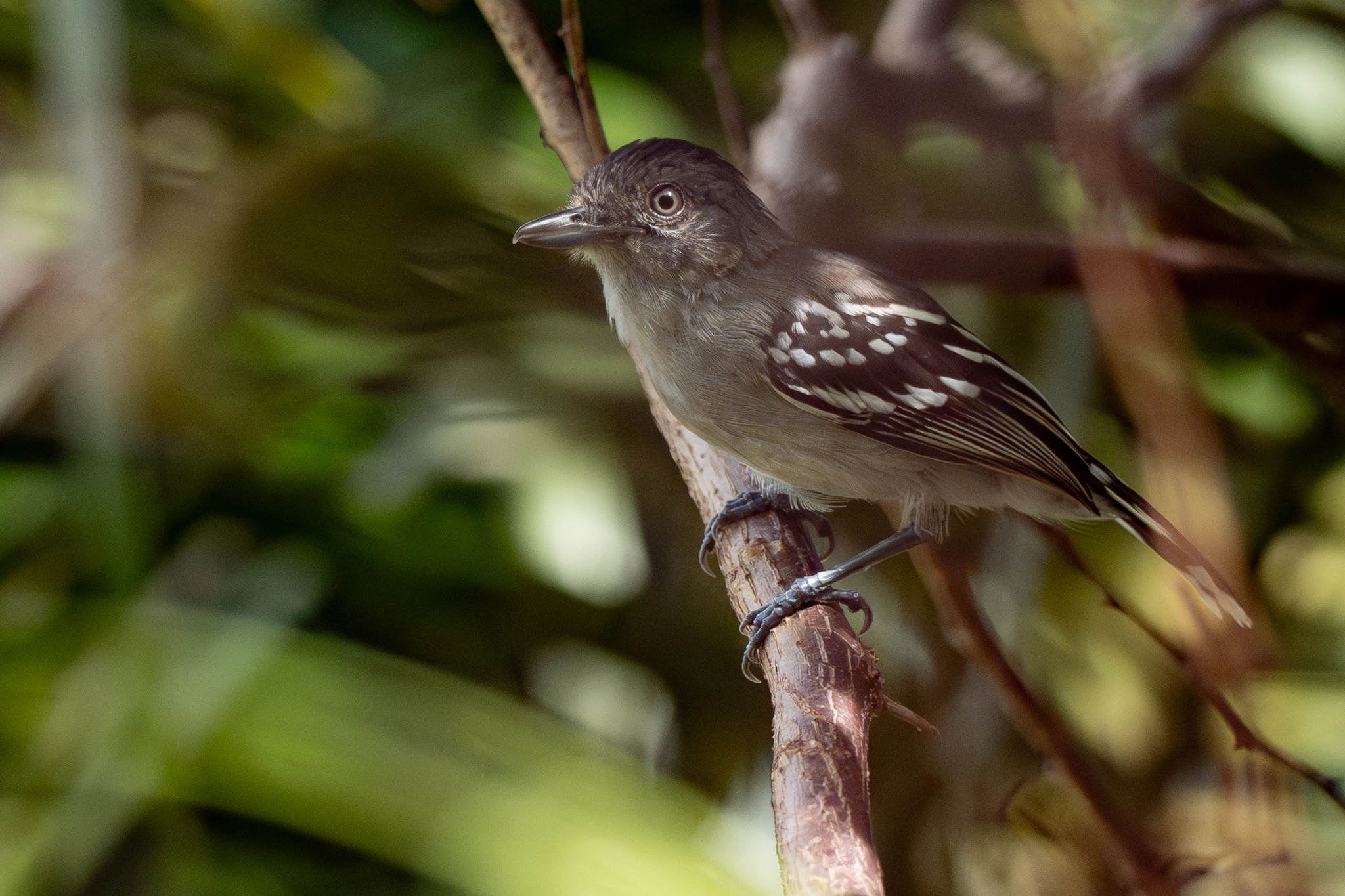 Bolivian Slaty Antshrike (Thamnophilus sticturus), photo 3