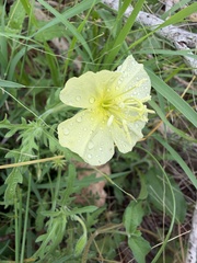 Oenothera triloba, photograph (c) Scott Holt, some rights reserved (CC BY-SA)