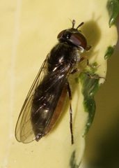Platycheirus albimanus