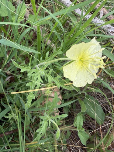 Oenothera triloba, photograph 2