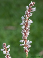 Persicaria acuminata
