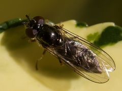 Platycheirus albimanus