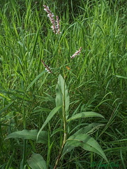 Persicaria acuminata