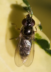 Platycheirus albimanus