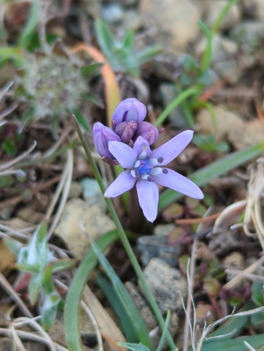 Scilla verna (Scilla verna)