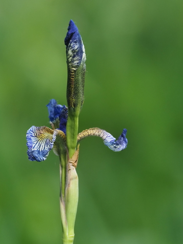 Наблюдение на iNaturalist