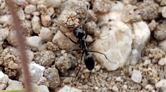 Dorymyrmex