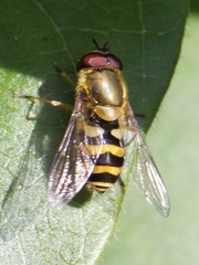 Syrphus