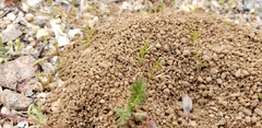 Dorymyrmex