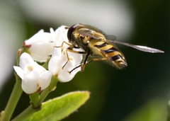 Syrphus