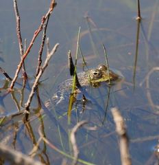 Pelophylax