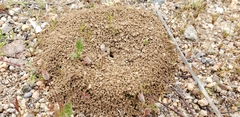 Dorymyrmex