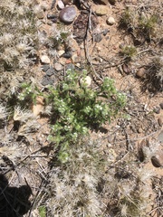 Cryptantha crassisepala elachantha