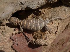 Uromastyx ornata