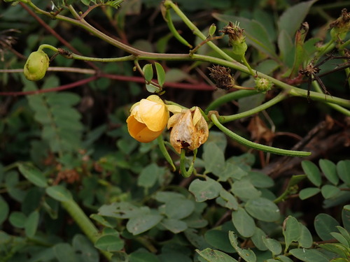 Senna sophera, photograph 2