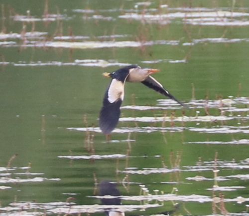iNaturalist image