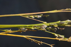 Poaceae
