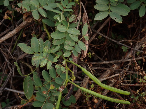 Senna sophera, photograph 3