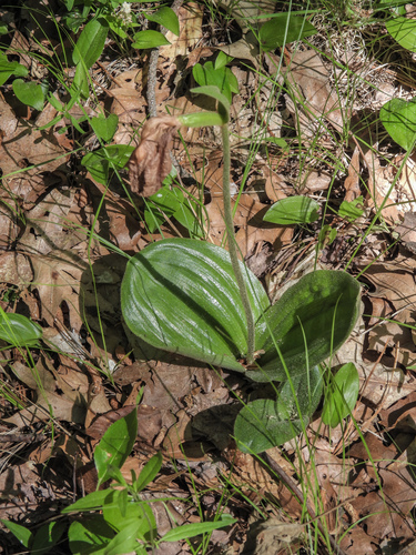 pink lady's slipper