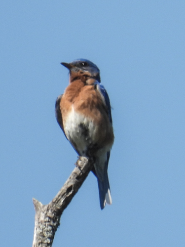Eastern Bluebird